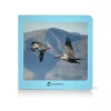Aves