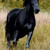 Black Beauty (Level 2) MP3. Penguin