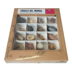 Caja de fósiles del mundo