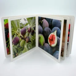 Frutos del bosque