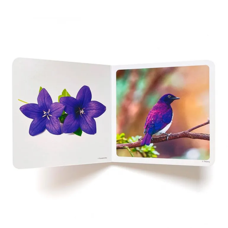 Violeta